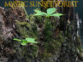 Permainan Mystic sunset forest