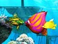 Permainan Big Fish Eat Small Fish